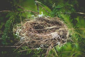 Bird's nest hair, avoid at all costs
